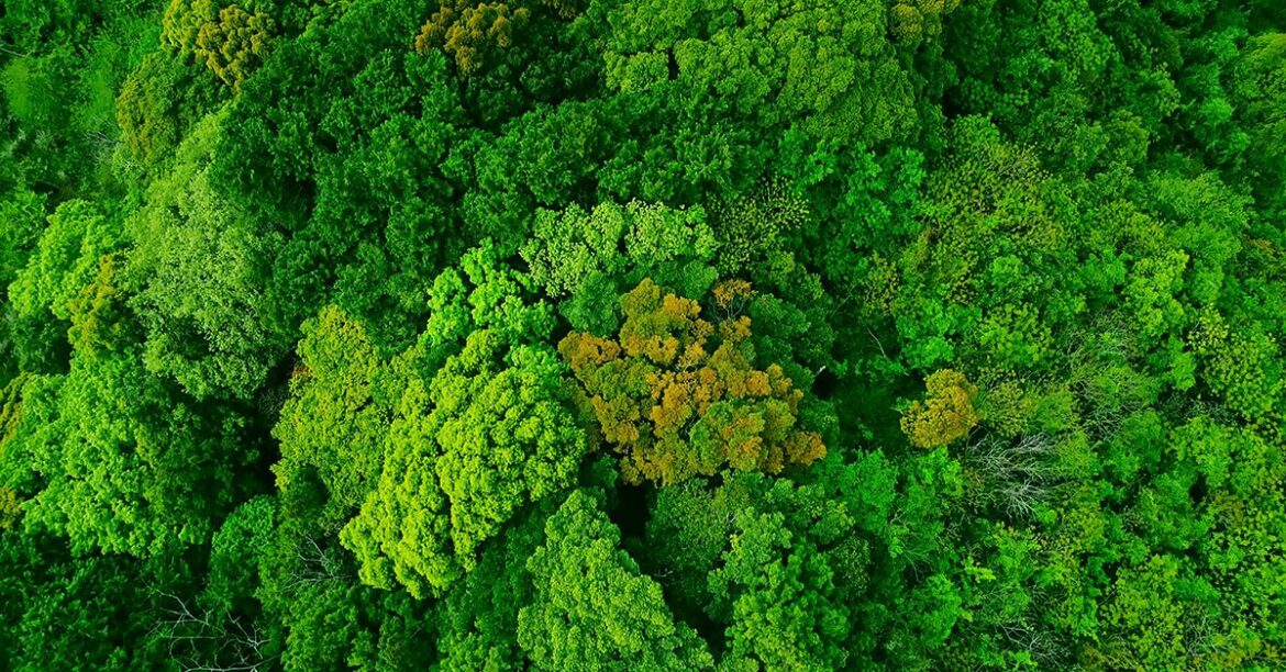 lush-forest-aerial-view.jpg